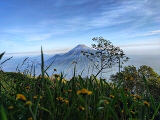 Fototapeta premium Grass and sky. Majestic Mount Sindoro stands tall under a clear blue sky, with wispy clouds and a bright green foreground hinting at a panoramic landscape. Nature of Indonesia.