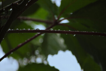 Fresh New Virginia Creeper Leaves Closeup, Summer Rain Raindrops Wet Rainy Day Background, Large Horizontal Parthenocissus Quinquefolia Five-leaved Five-finger Ivy Leaf Textured Pattern Bokeh Blue Sky