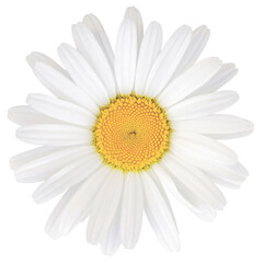 Oxeye Daisy Leucanthemum Vulgare Lam. Flower Head, Large Detailed Isolated Flat Lay Macro Closeup, Bright White Petals