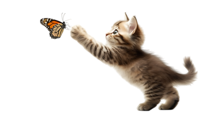 Small kitten trying to catch butterfly