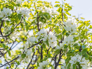 White blossoming apple trees in the sunset light. Spring season, spring colors.