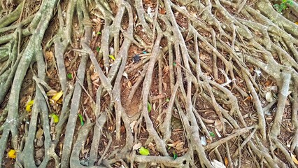 Various Dried Twigs and Branches