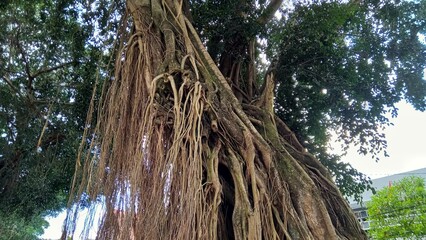 Ancient Tree with Hanging Roots