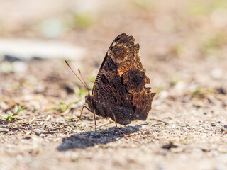 Peacock butterfly on the ground among the grass