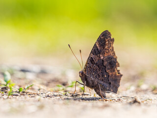 Peacock butterfly on the ground among the grass