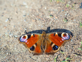 Peacock butterfly on the ground among the grass