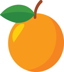 loquat fruit  vector on white background  .eps