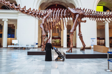 Bones of dinosaur in field museum