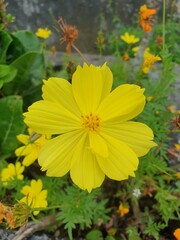 yellow flower on a green background