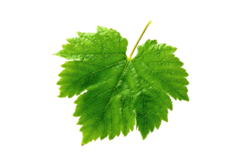 Single vibrant green grape leaf isolated on transparent background for design work