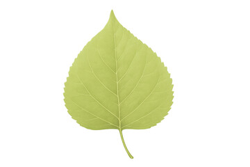 Fototapeta premium Detailed green poplar leaf graphic, rendering delicate venation patterns against transparent backdrop, showcasing natural botanical design