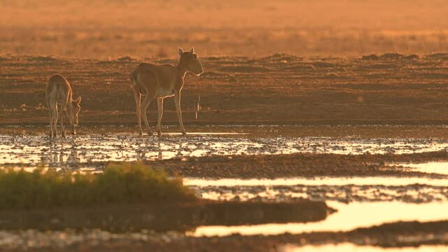 Saiga Antelope drinking water at sunset