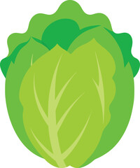 napa cabbage  vector on white background  