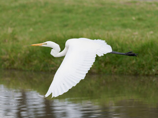 Eastern Great Egret (Ardea alba modesta) in flight over a lagoon with green grass shoreline in background