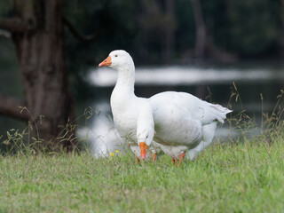 Domestic Greylag Goose (anser anser domesticus) walking on green grass at Telarah Lagoon NSW Australia