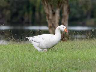 Domestic Greylag Goose (anser anser domesticus) walking on green grass at Telarah Lagoon NSW Australia
