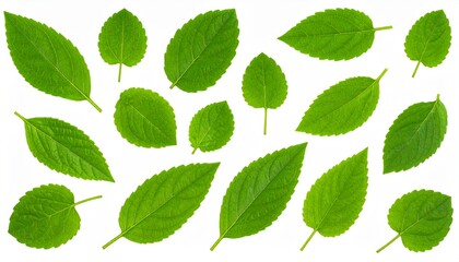Naklejka premium Medicinal Leaves on Isolated White Background – Herbal Plant Leaves with Organic Feel and Scientific Detail