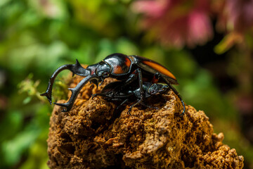 Male and Female Thai Golden Hart Stag Beetle. Rhaetulus crenatus speciosus. Area collect North Thailand.