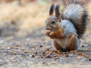 Squirrel in autumn hides nuts on the green grass with fallen yellow leaves