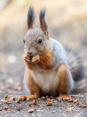 Squirrel in autumn hides nuts on the green grass with fallen yellow leaves