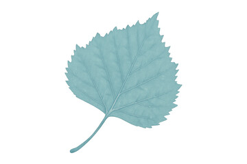 Fototapeta premium Poplar leaf with visible veins, isolated on transparent background, ideal for graphic projects