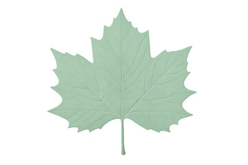Sycamore maple leaf featuring light green textured veins, highlighting intricate natural venation against transparent backdrop