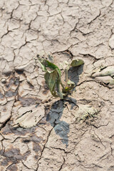 Dry ground reveals resilience of a small plant growing in cracked soil under harsh sunlight in a barren landscape