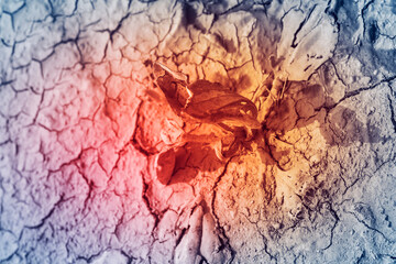 Dry ground reveals resilience of a small plant growing in cracked soil under harsh sunlight in a...