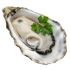 Fresh Oyster on the Half Shell transparent background