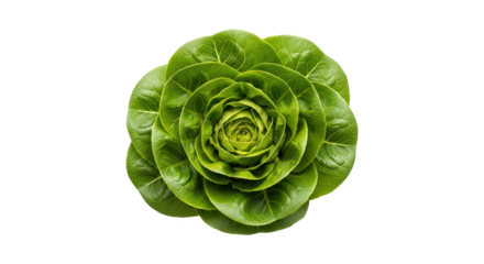 Green lettuce rosette close up
