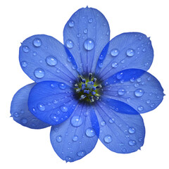 DewKissed Blue Flower transparent background