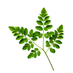 Closeup of Vibrant Green Moringa Leaves transparent background