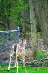 deer running away in residential yard