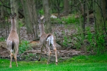 deer running away in residential yard