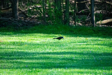 bird poking around in the green grass