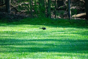 bird poking around in the green grass