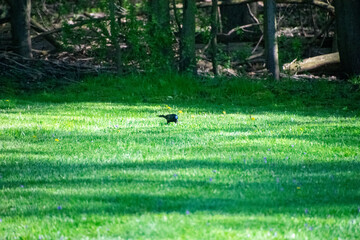 bird poking around in the green grass