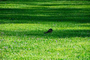 bird poking around in the green grass