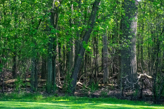 Into the forest at the edge of the yard