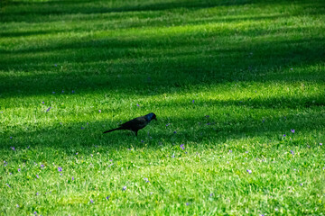 bird poking around in the green grass
