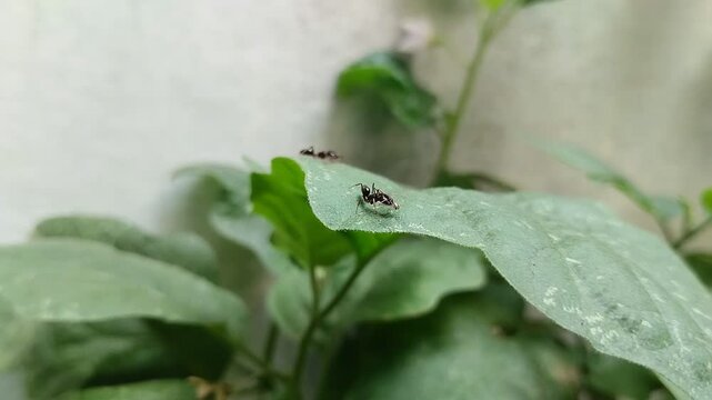 Odontomachus bauri or trap jaw ant on a leaf. This ant has unique jaw adaptations for hunting and survival, making it an interesting species.