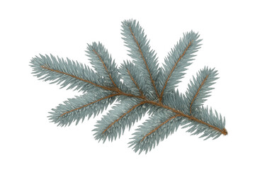 Realistic 3d rendering of a blue spruce branch with a transparent background, ideal for winter holiday projects