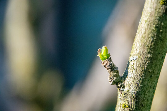 Bud on a branch in early spring