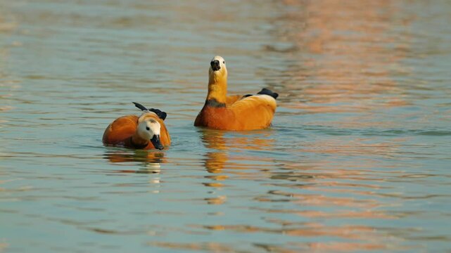 Two bright orange ducks gracefully gliding along a calm water body, their reflections shimmering in the sunny ripples. A close-up of a female and a male Ogar duck