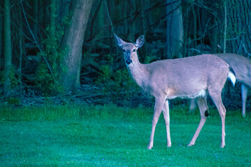 deer in a yard at last light
