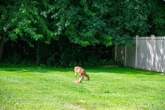 Fawns in a yard early spring