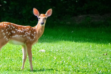 fawns in a yard early spring