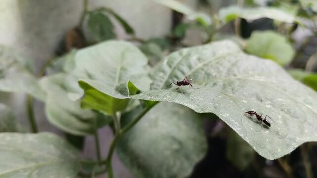 Odontomachus bauri or trap jaw ant on a leaf. This ant has unique jaw adaptations for hunting and survival, making it an interesting species.