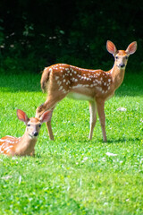 fawns in a yard early spring