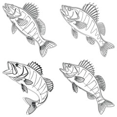 Tench fish set line art and illustrator eps 10
